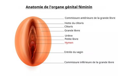 masturbation-feminine-anatomie-clitoris-vulve