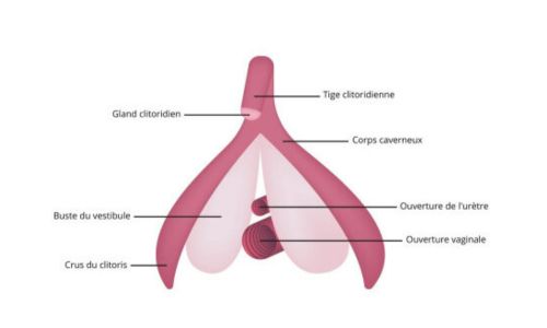 orgasme-feminin-guide-anatomie-clitoris