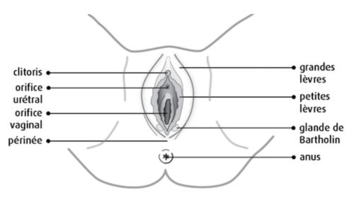 cunnilingus-anatomie-clitoris-vulve-guide